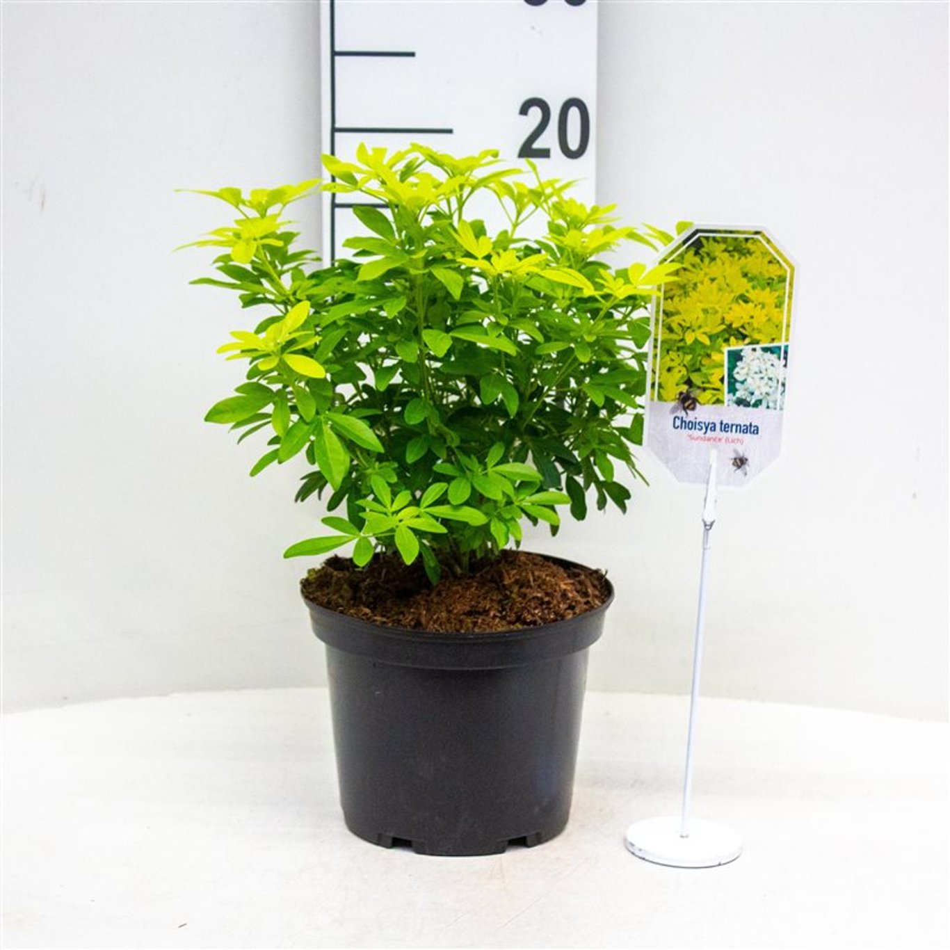 Mexikansk apelsinblomma – Choisya ternata 'Sundance' - C3 25-30 CM